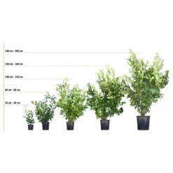 Liguster "Atrovirens" Höhe Ca. 80 - 100 Cm Topf Ca. 5 L Ligustrum Vulgare -Schwingen Sie Ihre Topfpflanzen. 72246 3358 kirschlorbeer 3 23