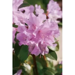 Vorfrühlings-Rhododendron "Praecox" Lila Höhe Ca. 30 - 40 Cm Topf Ca. 4 L -Schwingen Sie Ihre Topfpflanzen. 728 Rhododendron Praecox 2