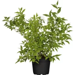 Zwerg-Maiblumenstrauch "Yuki Snowflake" Weiß Höhe Ca. 30 Cm - 40 Cm Topf Ca. 5 L