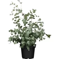 Eukalyptus "Silbertropfen" Höhe Ca. 25 - 30 Cm Topf Ca. 3 L Eucalyptus Gunnii