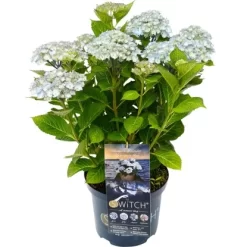 Bauernhortensie "Kassiopeia" Blau Höhe Ca. 30 Cm - 40 Cm Topf Ca. 5 L