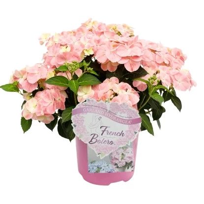 Hortensie "French Bolero" Höhe Ca. 20 - 30 Cm Topf Ca. 3,5 L Hydrangea Hybride 2 Hortensie "French Bolero" Höhe Ca. 20 - 30 Cm Topf Ca. 3,5 L Hydrangea Hybride – Bild 2