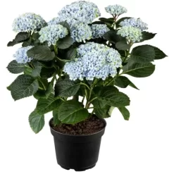 Bauernhortensie "Magical Juwel" Blau Höhe Ca. 30 Cm - 40 Cm Topf Ca. 5 L