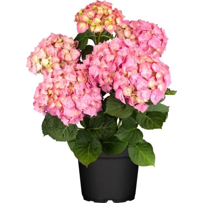 Bauernhortensie "Flair & Flavour Strawberry" Pink Höhe 30 - 40cm Topf Ca. 5 L 1 Bauernhortensie "Flair & Flavour Strawberry" Pink Höhe 30 - 40cm Topf Ca. 5 L