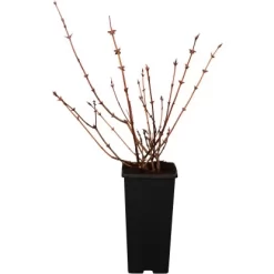 GROW By OBI Sibirische Blaubeere Dunkelblau Höhe 10-20cm Topf Ca. 2 L Lonicera