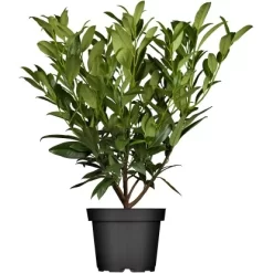 OBI Kirschlorbeer "Herbergii" Höhe Ca. 80 - 100 Cm Topf Ca. 7,5 L Prunus