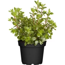 Japanische Azalee "Pink Spider" Rosa Höhe Ca. 30 - 40 Cm Topf Ca. 4,6 L