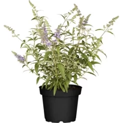 Zwerg-Sommerflieder "Buzz" Höhe Ca. 20 - 30 Cm Topf Ca. 4 L Buddleja