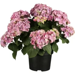Tischhortensie "Tabletansia" Höhe Ca. 20 - 30 Cm Topf Ca. 5 L Hydrangea