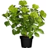 Ballhortensie " Magical Green Delight" Höhe Ca. 30 - 40 Cm Topf Ca. 5 L