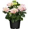 Bauernhortensie "Lovely Colection" Höhe Ca. 30 - 40 Cm Topf Ca 5 L Hydrangea