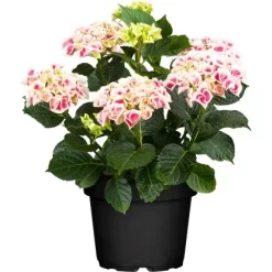 Bauernhortensie "Lovely Colection" Höhe Ca. 30 - 40 Cm Topf Ca 5 L Hydrangea