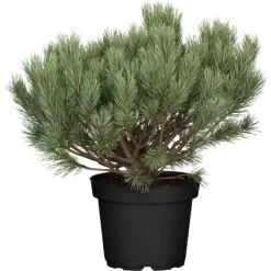 Strauch-Wald-Kiefer "Watereri" Höhe Ca. 50 - 60 Cm Topf Ca 25 LPinus