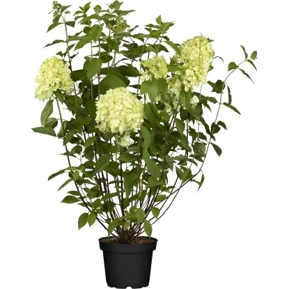 Rispenhortensie "Confetti" Weiß Höhe Ca. 40 - 60 Cm Topf Ca. 4,6 L Hydrangea 1 Rispenhortensie "Confetti" Weiß Höhe Ca. 40 - 60 Cm Topf Ca. 4,6 L Hydrangea