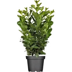 Kirschlorbeer "Etna" Höhe Ca. 60 - 80 Cm Topf Ca. 7,5 L Prunus