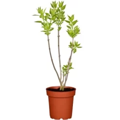 Garten-Flieder Exklusiv Lila Höhe Ca. 60 - 80 Cm Topf Ca. 7,5 L Syringa
