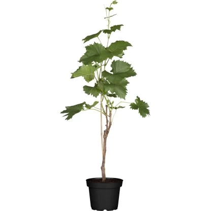 Weinrebe Mix Höhe Ca. 80 - 100 Cm Topf Ca. 3 L Vitis Vinifera 1 Weinrebe Mix Höhe Ca. 80 - 100 Cm Topf Ca. 3 L Vitis Vinifera