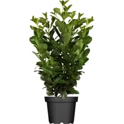 Kirschlorbeer "Obelisk" Höhe Ca. 60 - 80 Cm Topf Ca. 7 L Prunus Laurocerasus