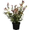 Glanzmispel "New Red" Weiß Höhe Ca. 60 - 80 Cm Topf Ca. 7,5 L Photinia Fraseri