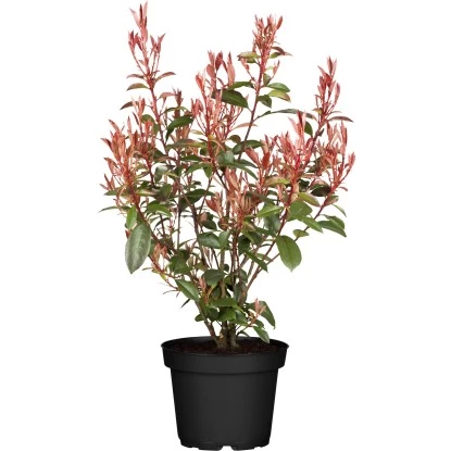 Glanzmispel "Carré Rouge" Höhe Ca. 40 - 60 Cm Topf Ca. 5 L Photinia Fraseri 1 Glanzmispel "Carré Rouge" Höhe Ca. 40 - 60 Cm Topf Ca. 5 L Photinia Fraseri