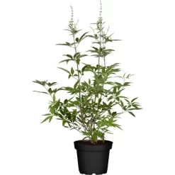 OBI Living Garden Mönchspfeffer "Blue Puffball" Blau