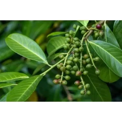 Kirschlorbeer "Caucasica" Set à 15 Stück Höhe Ca. 175 - 200 Cm Ballenware -Schwingen Sie Ihre Topfpflanzen. 8340580 3358 2