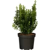 Spindelstrauch "Green Wonder" 6er-Pack Euonymusjaponica