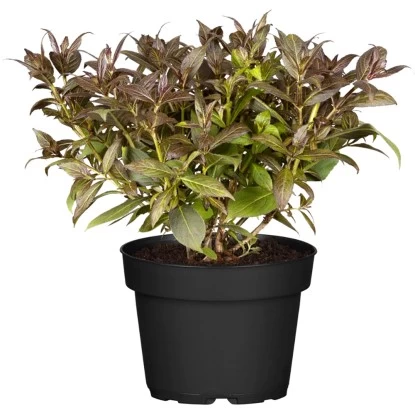 Weigelie "Wings Of Fire" Höhe Ca. 40 - 60 Cm Topf Ca. 10 L Weigela 1 Weigelie "Wings Of Fire" Höhe Ca. 40 - 60 Cm Topf Ca. 10 L Weigela