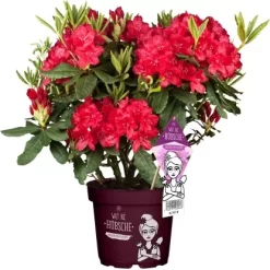 Rhododendron "Wat Ne Hübsche" Höhe Ca. 30-40 Cm Topf Ca. 5 L Rhododendron
