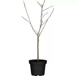 Apfel "Florina" Rot Höhe Ca. 100 - 120 Cm Topf Ca. 7,5 L Malus Domestica