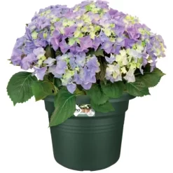 Elho Blumentopf Green Basics Cilinder Ø 64 Cm Laubgrün -Schwingen Sie Ihre Topfpflanzen. 8711904301125 4667 04