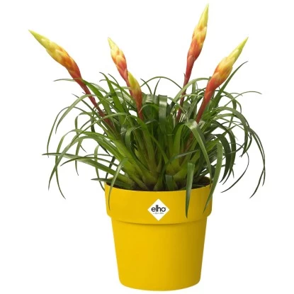 Elho Blumentopf B.for Original Mit Rollen Ø 35 Cm Ocker 7 Elho Blumentopf B.for Original Mit Rollen Ø 35 Cm Ocker – Bild 7