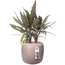 Elho Übertopf Pure Beads Small Ø 39,2 Cm Kieselrosa 13 Elho Übertopf Pure Beads Small Ø 39,2 Cm Kieselrosa -Schwingen Sie Ihre Topfpflanzen. 8711904350161 4667 05