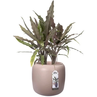 Elho Übertopf Pure Beads Small Ø 39,2 Cm Kieselrosa 5 Elho Übertopf Pure Beads Small Ø 39,2 Cm Kieselrosa – Bild 5