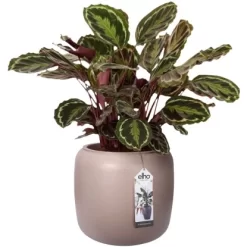 Elho Übertopf Pure Beads Small Ø 39,2 Cm Kieselrosa 15 Elho Übertopf Pure Beads Small Ø 39,2 Cm Kieselrosa -Schwingen Sie Ihre Topfpflanzen. 8711904350161 4667 07