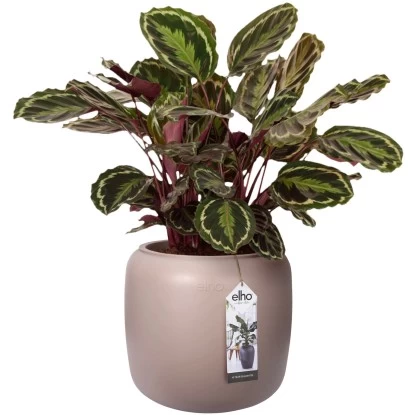 Elho Übertopf Pure Beads Small Ø 39,2 Cm Kieselrosa 7 Elho Übertopf Pure Beads Small Ø 39,2 Cm Kieselrosa – Bild 7