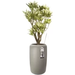 Elho Übertopf Pure Beads Large Ø 39,2 Cm Balanced Beige -Schwingen Sie Ihre Topfpflanzen. 8711904350246 4667 05