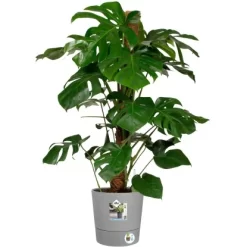 Elho Blumentopf Greensense Rund 30 Cm Light Beton -Schwingen Sie Ihre Topfpflanzen. 8711904497187 4667 04