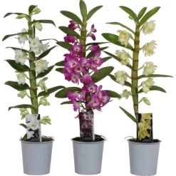 Bambus-Orchidee Sortiert H Ca. 45-60 Cm Topf-Ø Ca. 12 Cm Dendrobium Nobile