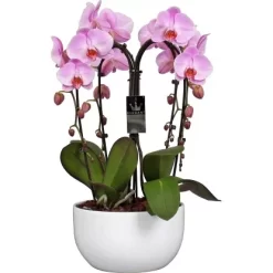 Schmetterlingsorchidee 4-Trieber Weiß In Keramik Topf-Ø Ca. 25 Cm