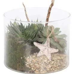 Arrangement Sukkulenten In Glasschale Topf-Ø Ca. 15 Cm