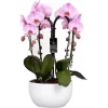 Orchideen-Arrangement 4 Triebe Rosa Im Keramik-Gefäß Topf-Ø Ca. 25 Cm