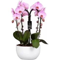 Orchideen-Arrangement 4 Triebe Rosa Im Keramik-Gefäß Topf-Ø Ca. 25 Cm