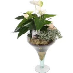 Arrangement Mit Flamingoblume In Glasvase Topf-Ø Ca. 21 Cm