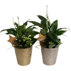 Weihnachtsarrangement Im Keramik-Gefäß Topf-Ø Ca. 13 Cm