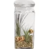 Tillandsien-Arrangement Im Vorratsglas Topf-Ø Ca. 19 Cm