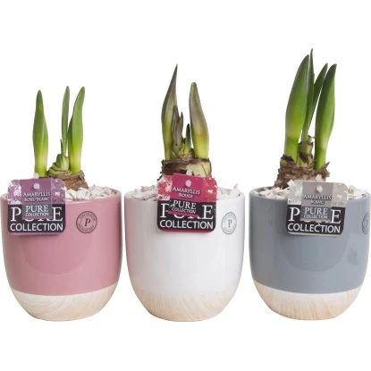 Amaryllis Im Keramik-GefäßTopf-Ø Ca. 12 Cm 1 Amaryllis Im Keramik-GefäßTopf-Ø Ca. 12 Cm