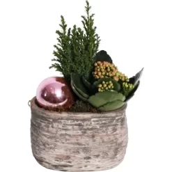 Weihnachsarrangement Mit Flammendem Käthchen Im Beton-Gefäß Topf-Ø Ca. 14 Cm