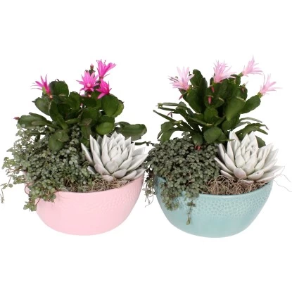 Weihnachtsarrangement In Pastell-Keramik Topf-Ø Ca. 18 Cm 1 Weihnachtsarrangement In Pastell-Keramik Topf-Ø Ca. 18 Cm