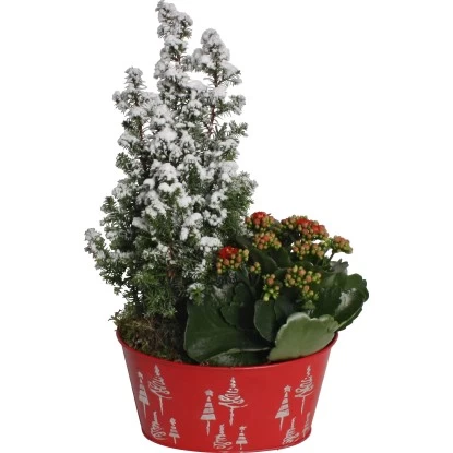 Weihnachtsarrangement Im Zink-Gefäß Topf-Ø Ca. 19 Cm 1 Weihnachtsarrangement Im Zink-Gefäß Topf-Ø Ca. 19 Cm
